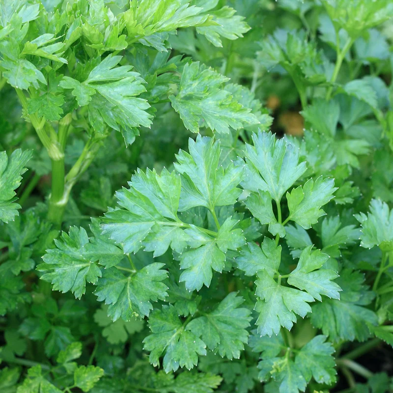 Italian Parsley Plant - USDA Organic