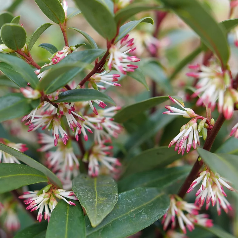Proven Winners® Sweet & Lo™ Sweet Box Shrub