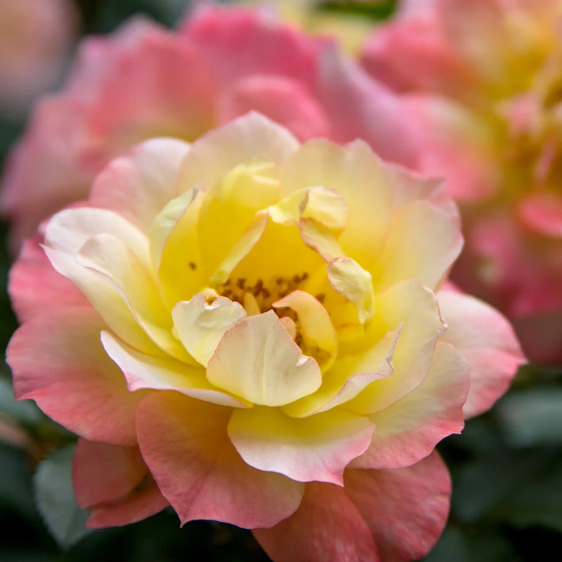 Proven Winners® Oso Easy Italian Ice® Rose Shrub