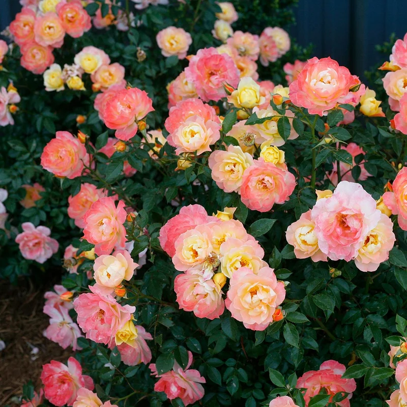 Proven Winners® Oso Easy Italian Ice® Rose Shrub