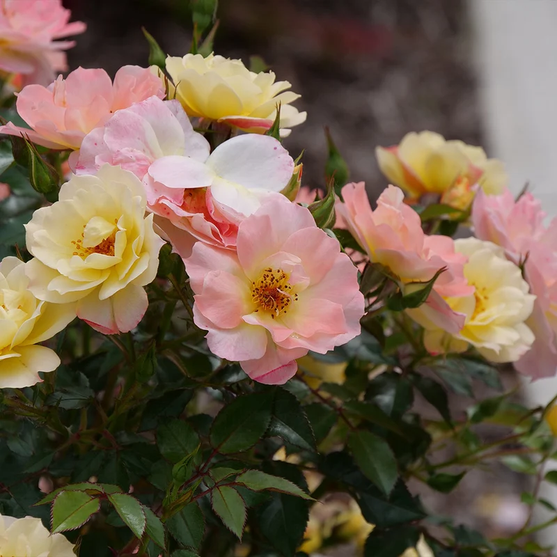 Proven Winners® Oso Easy Italian Ice® Rose Shrub