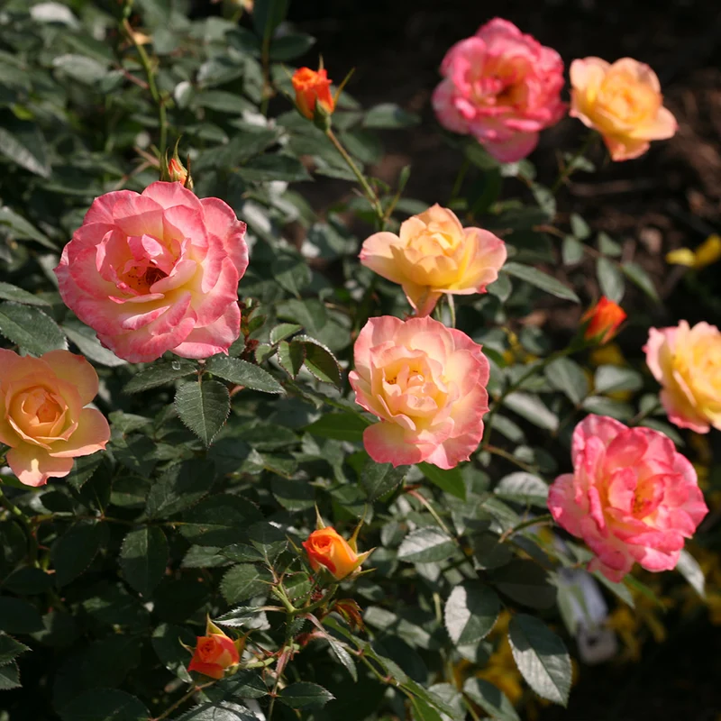 Proven Winners® Oso Easy Italian Ice® Rose Shrub