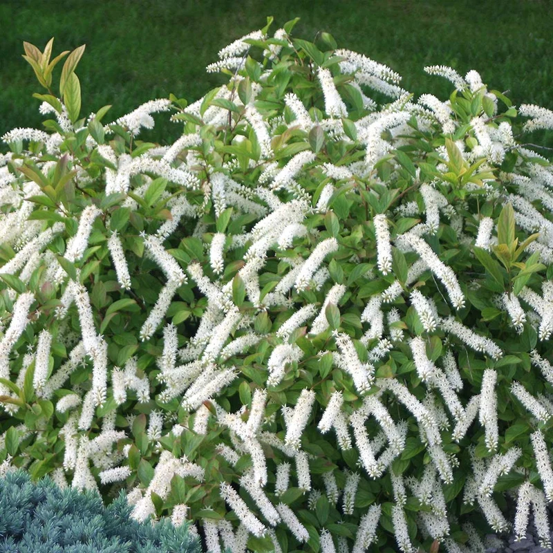Proven Winners® Little Henry® Sweetspire Shrub
