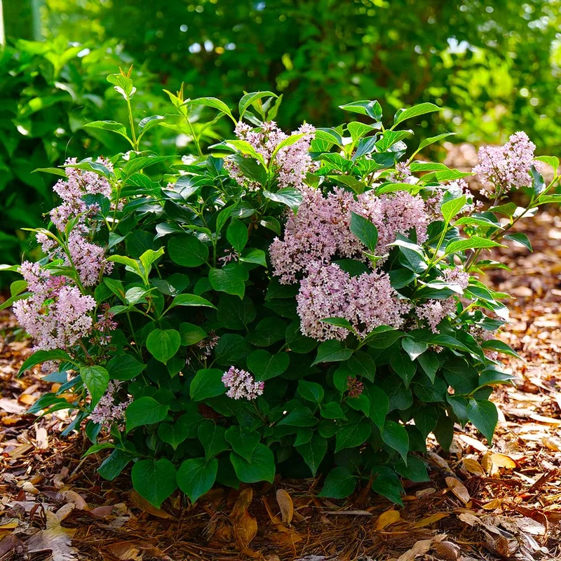 Proven Winners® Baby Kim® Lilac Shrub