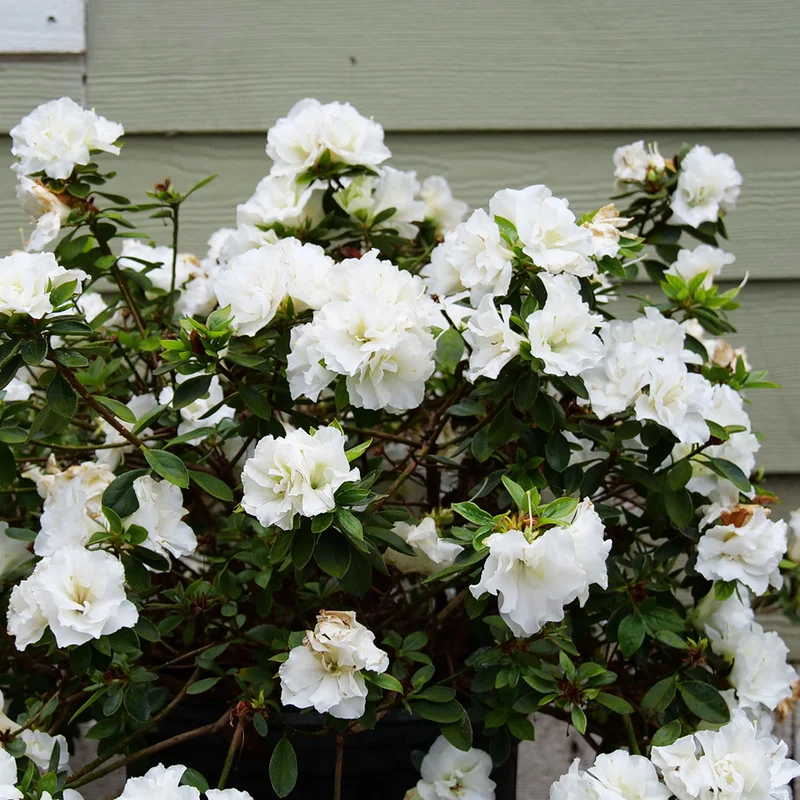 Proven Winners® Perfecto Mundo® Double White Azalea Shrub