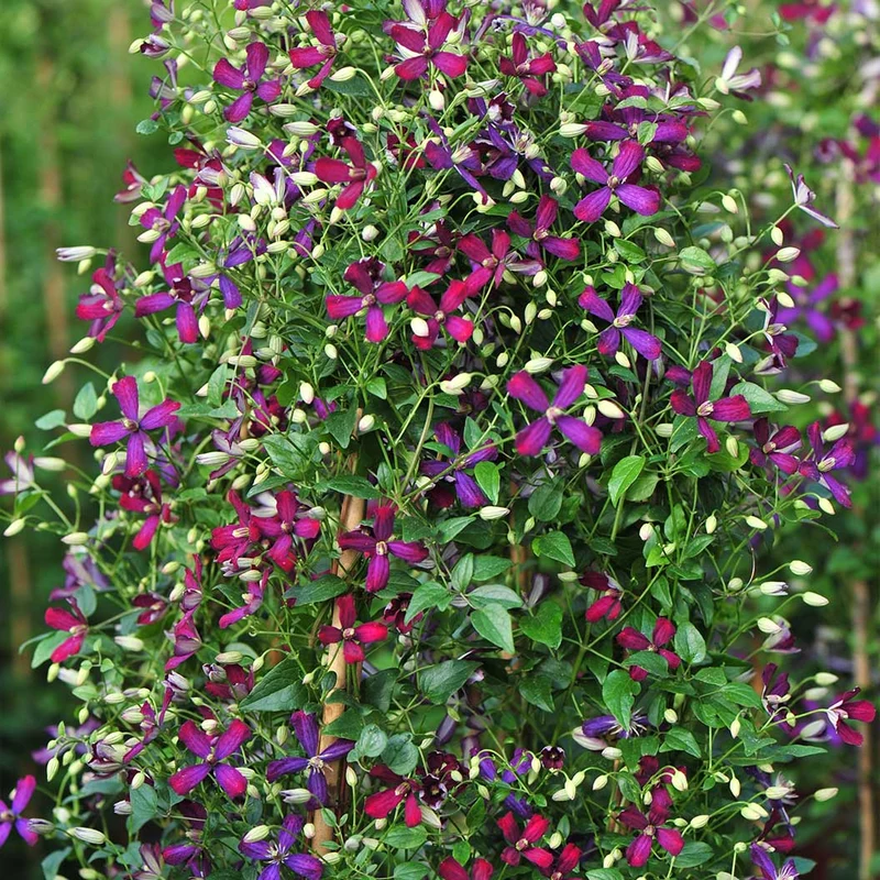 Proven Winners® Clematis 'Sweet Summer Love' Vine
