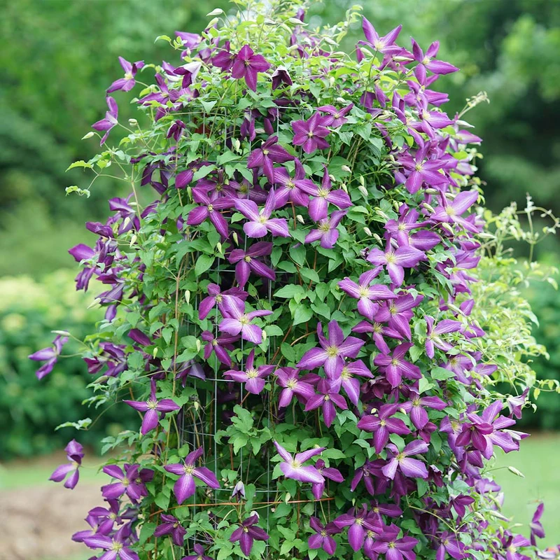 Proven Winners® Happy Jack® Purple Clematis Vine
