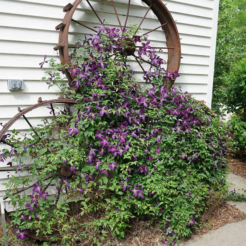 Proven Winners® Happy Jack® Purple Clematis Vine