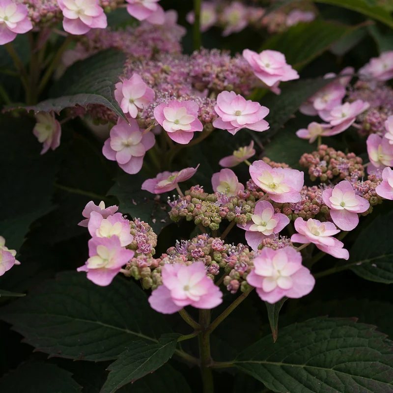 Proven Winners® Tiny Tuff Stuff™ Hydrangea Shrub