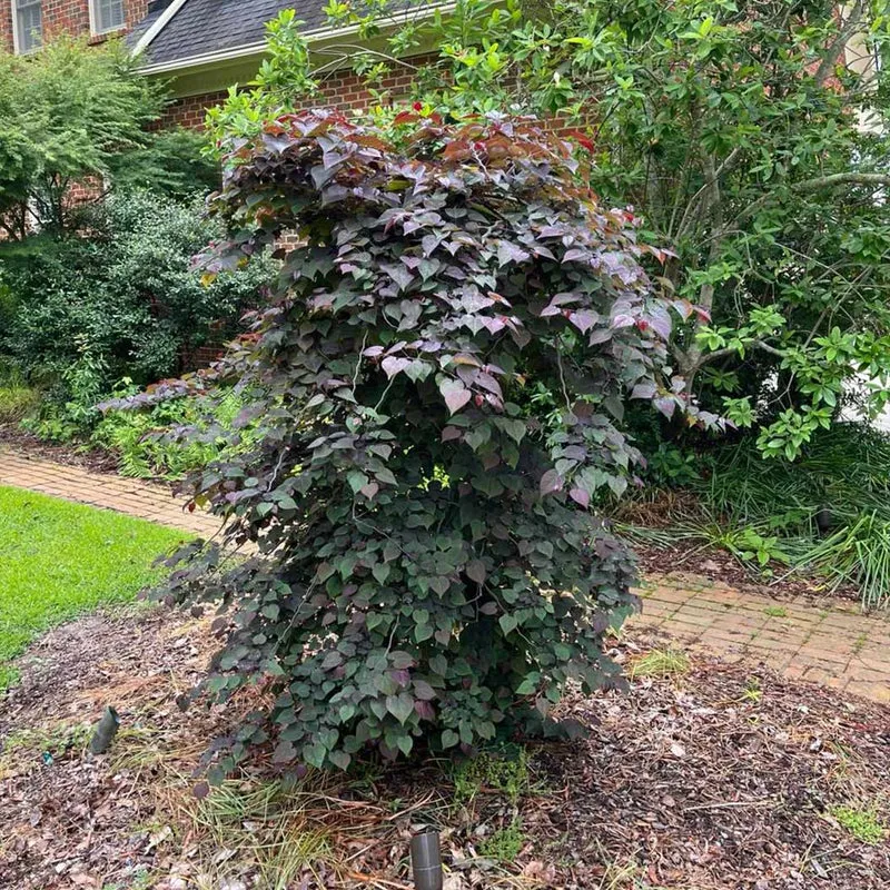 Garden Gems Amethyst Falls Redbud Tree