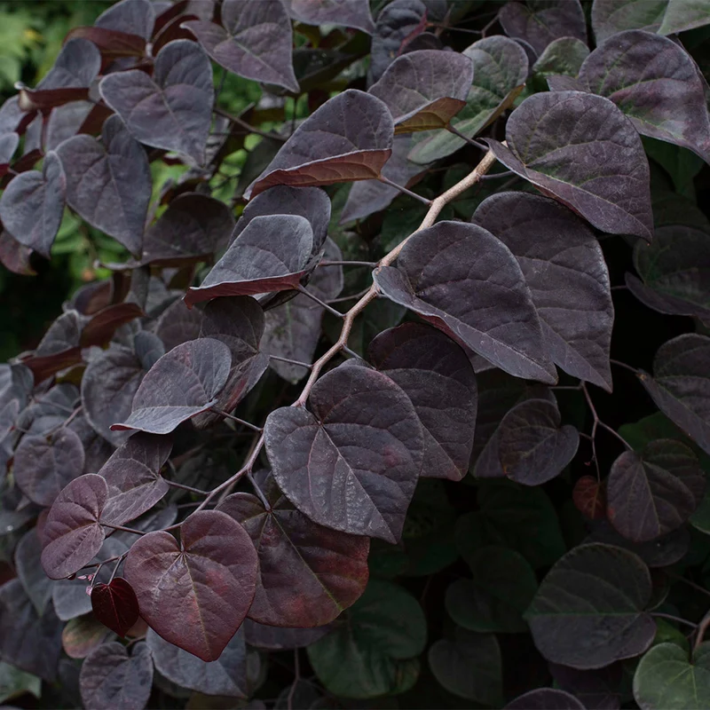 Garden Gems Amethyst Falls Redbud Tree