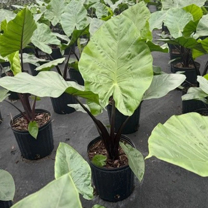 Alocasia Dark Star Shrub