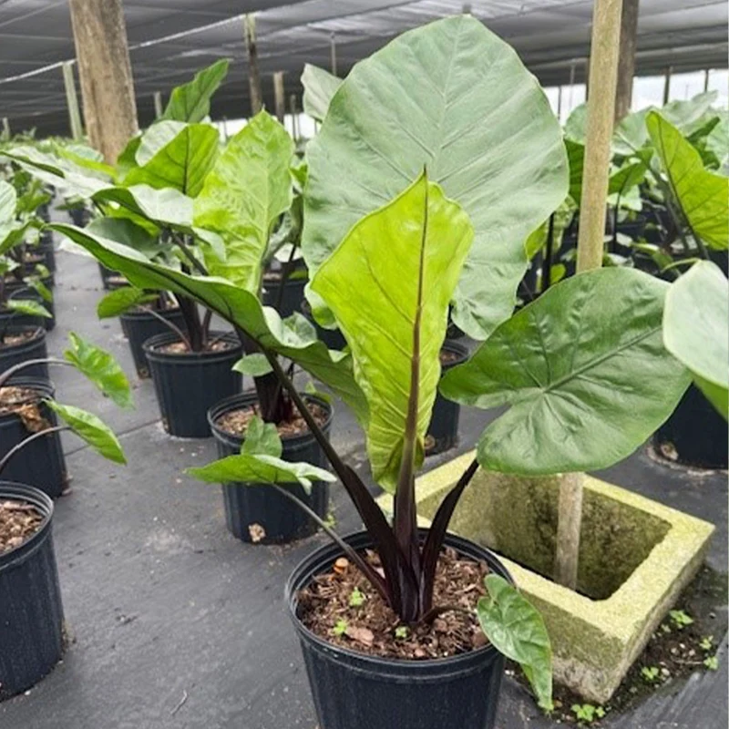 Alocasia Dark Star Shrub