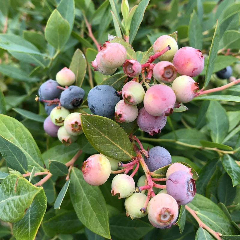 Proven Winners® Splendid!® Blue Highbush Blueberry Shrub