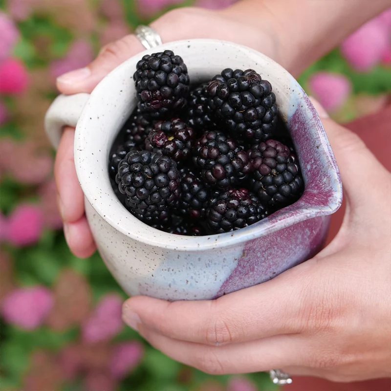 Proven Winners® Taste of Heaven® Blackberry Shrub