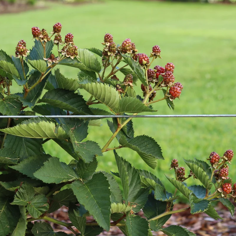 Proven Winners® Taste of Heaven® Blackberry Shrub