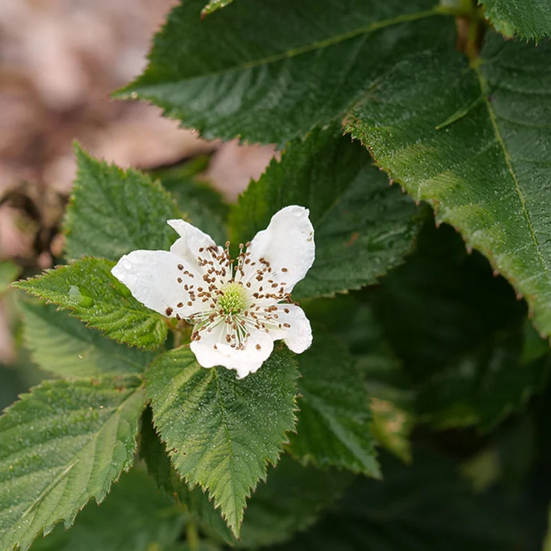 Proven Winners® Taste of Heaven® Blackberry Shrub