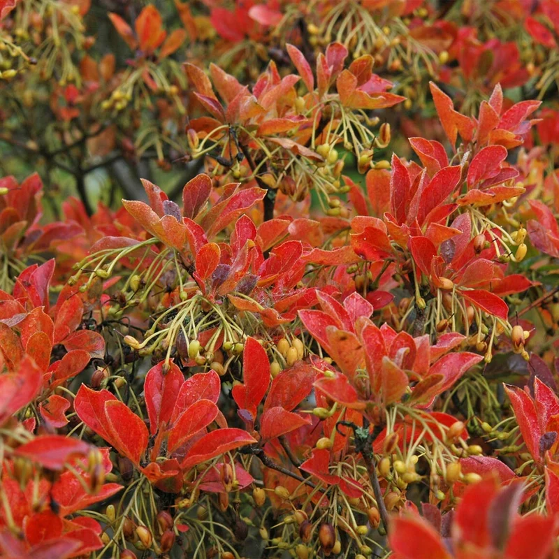 Jan Iseli Red® Enkianthus Shrub