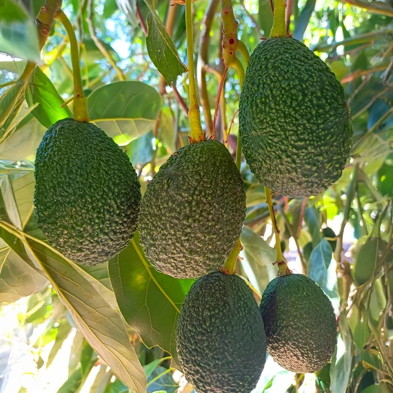 Zutano Avocado Tree
