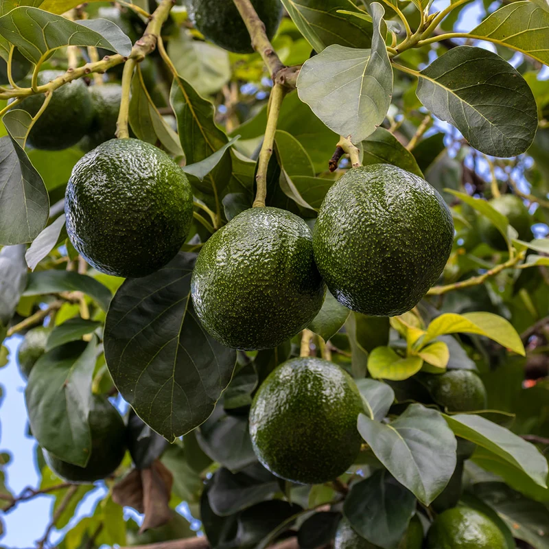 Stewart Avocado Tree