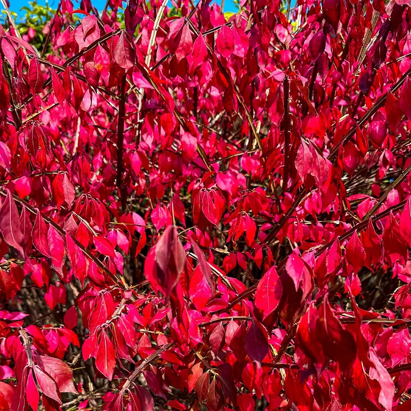 Enkianthus Perulatus Shrub