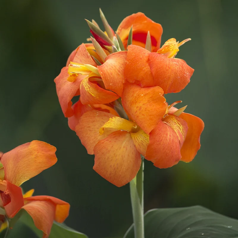 Canna Cannova® Orange Shades Lily Plant