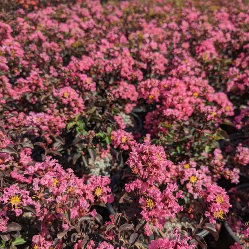Black Diamond® Pave Pink™ Crape Myrtle Bush