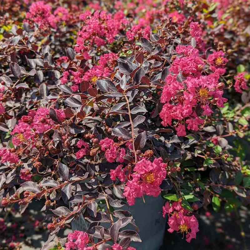 Black Diamond® Pave Pink™ Crape Myrtle Bush