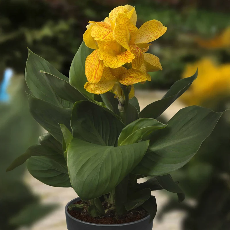 Cannasol™ Happy Emily® Plant