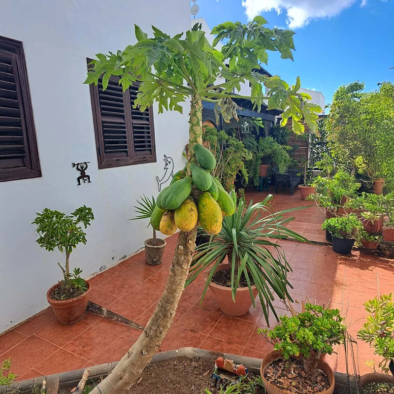 Tainung Papaya Tree