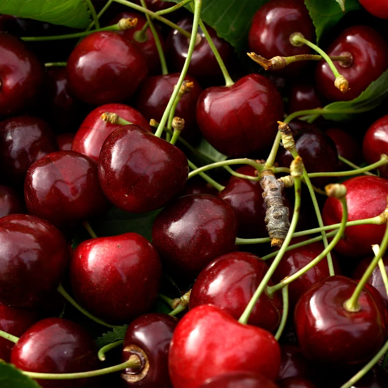 Van Sweet Cherry Tree