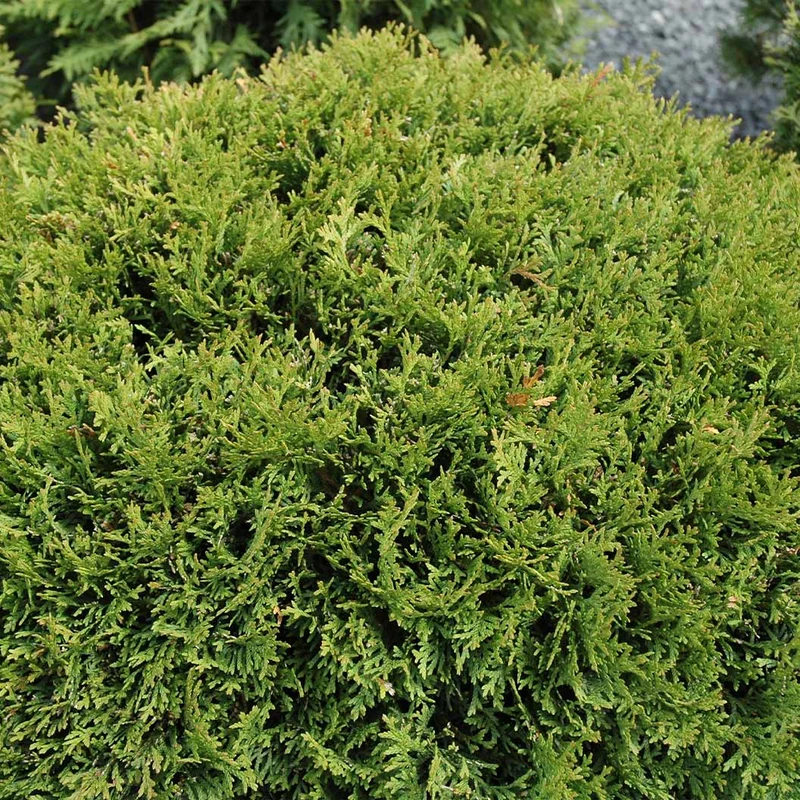 Little Giant Dwarf Arborvitae Shrub