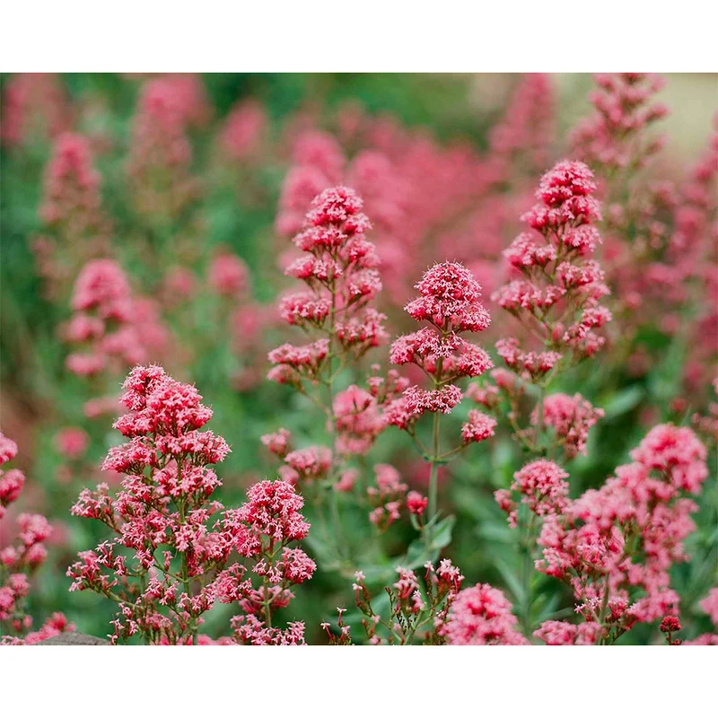 Film Couleur Pro Ektar 100 (4x5/10 Feuilles)