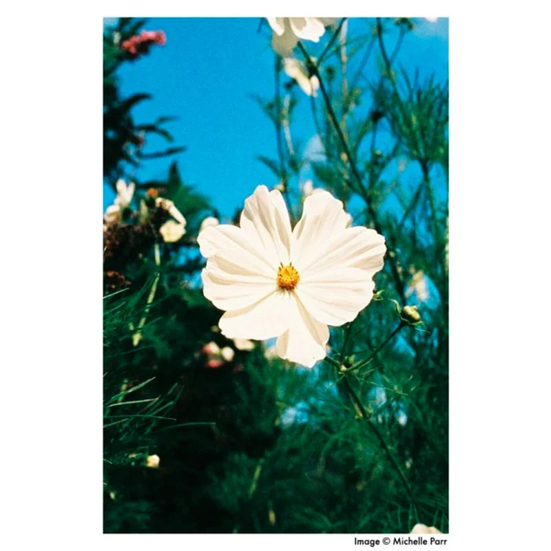 Film Couleur Phoenix 200 (Rouleau 35mm, 36 Poses)