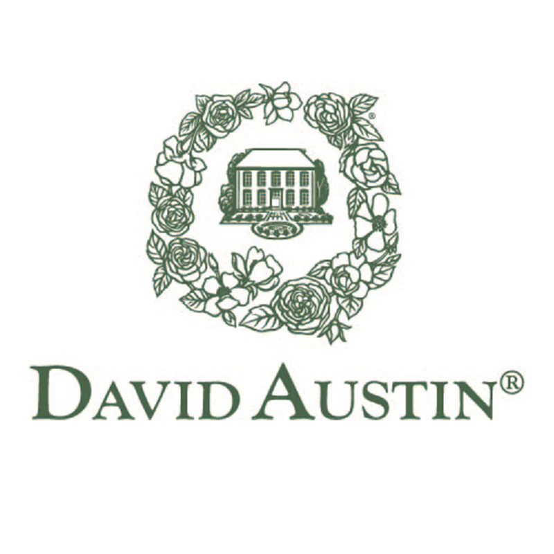 David Austin® Princess Anne™ Rose Shrub