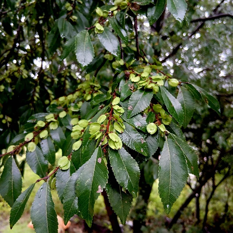 Everclear® Lacebark Elm Tree