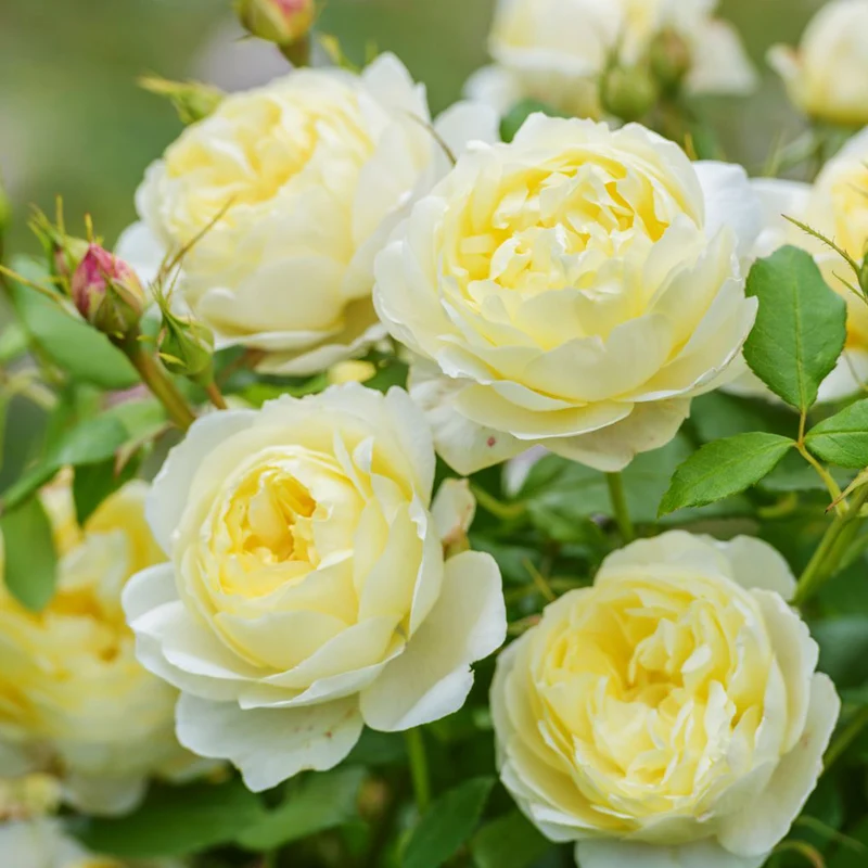 David Austin® Vanessa Bell® Rose Shrub
