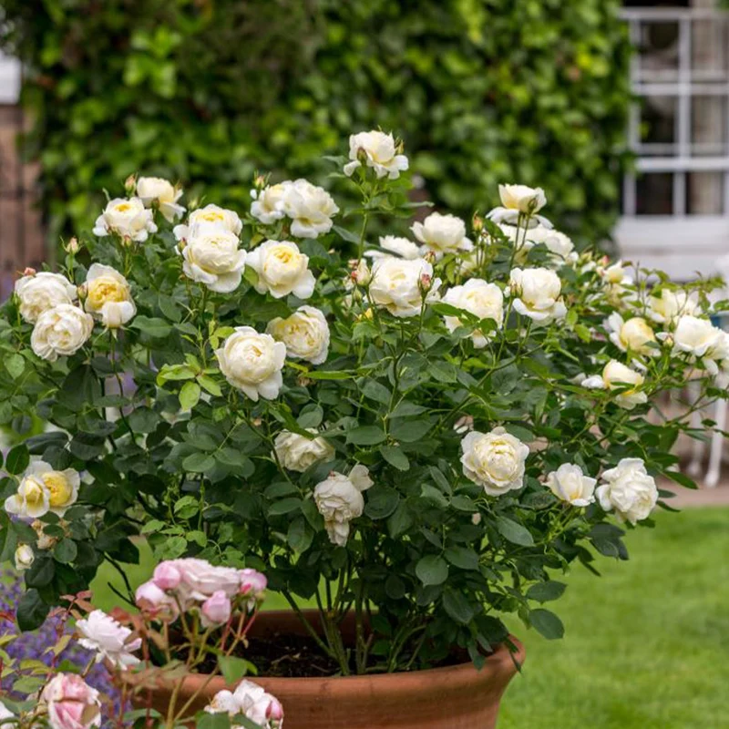 David Austin® Vanessa Bell® Rose Shrub