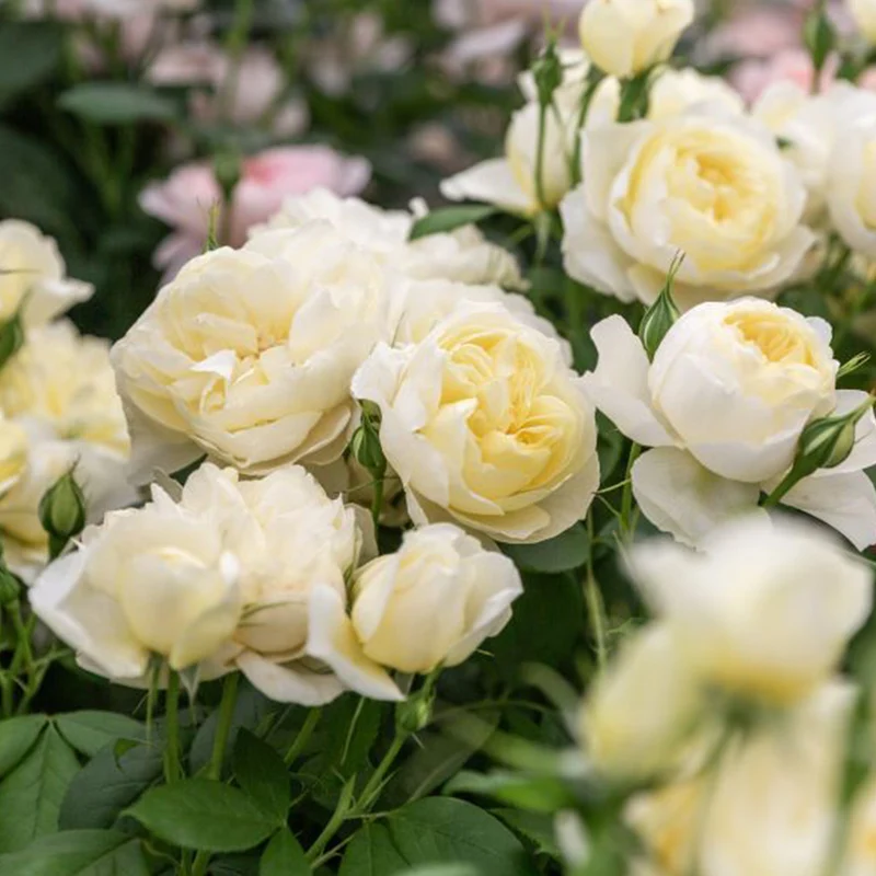 David Austin® Vanessa Bell® Rose Shrub