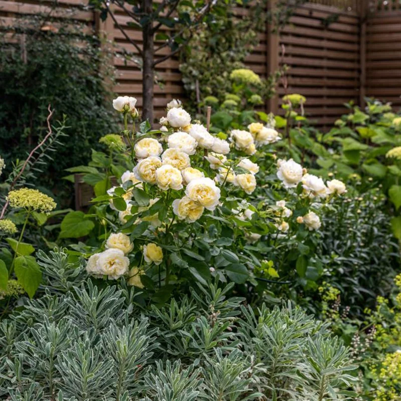 David Austin® Vanessa Bell® Rose Shrub