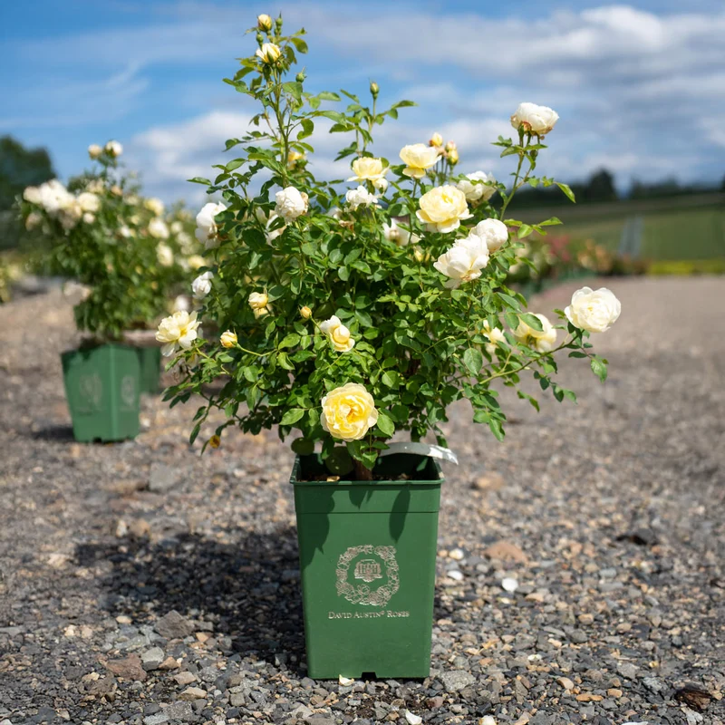 David Austin® Vanessa Bell® Rose Shrub