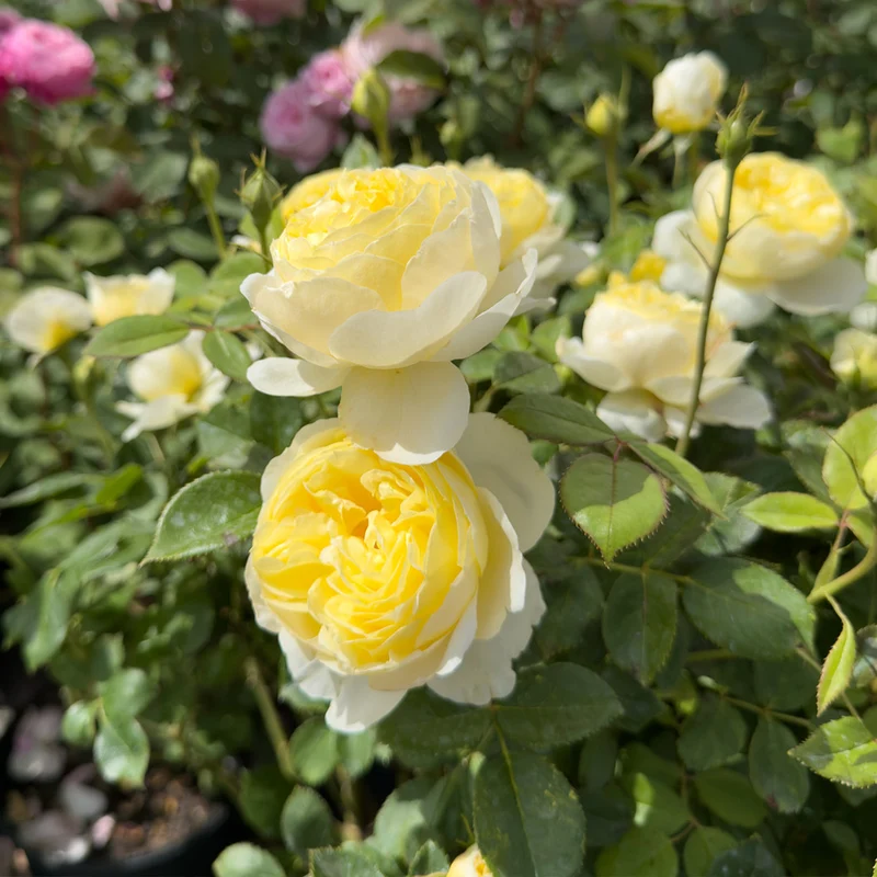 David Austin® Vanessa Bell® Rose Shrub