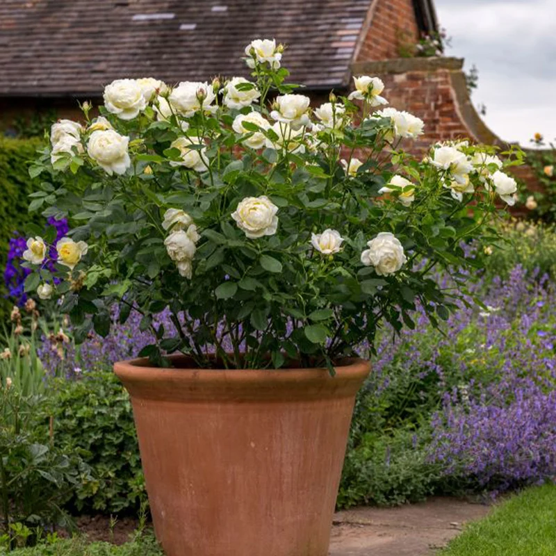 David Austin® Vanessa Bell® Rose Shrub