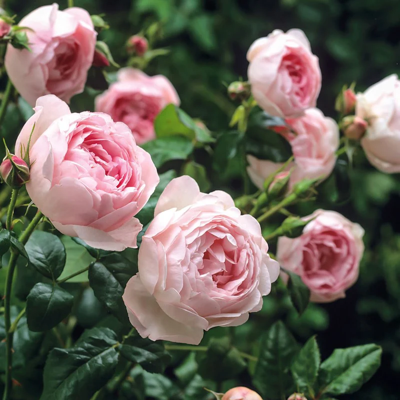 David Austin® Scepter'd Isle® Rose Shrub