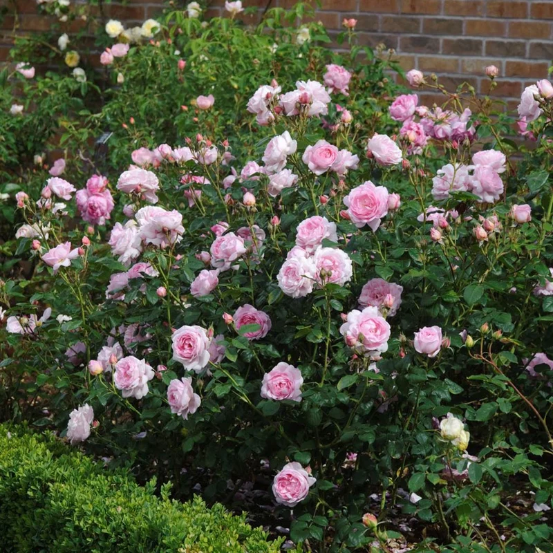 David Austin® Scepter'd Isle® Rose Shrub