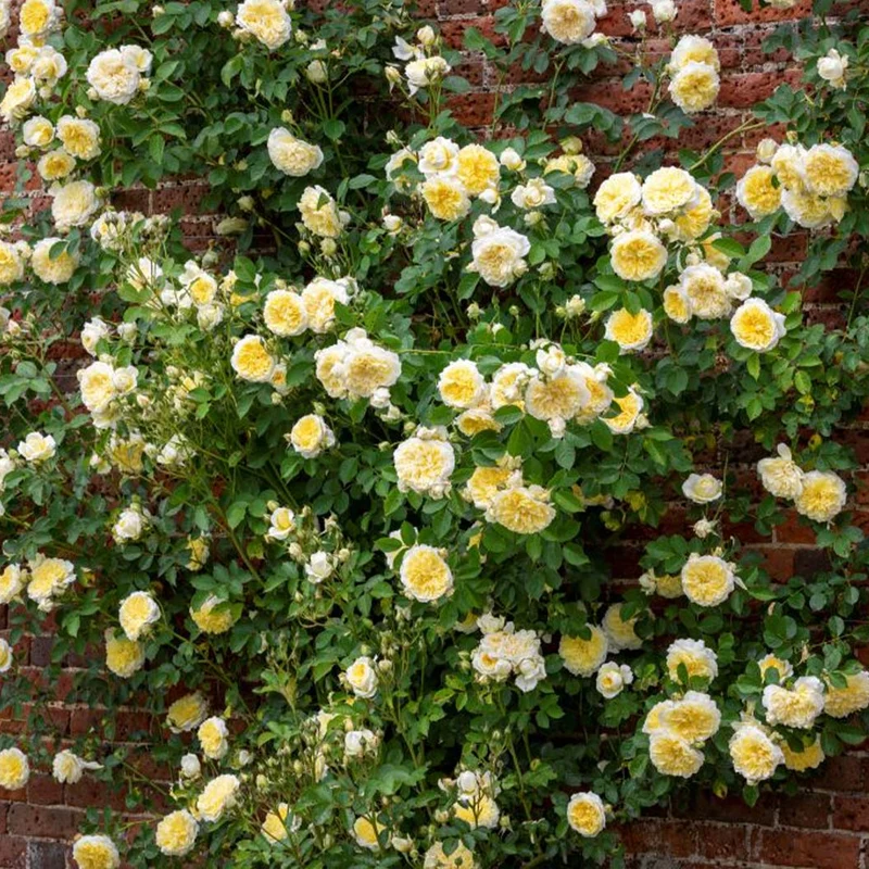David Austin® The Pilgrim® Climbing Rose Shrub