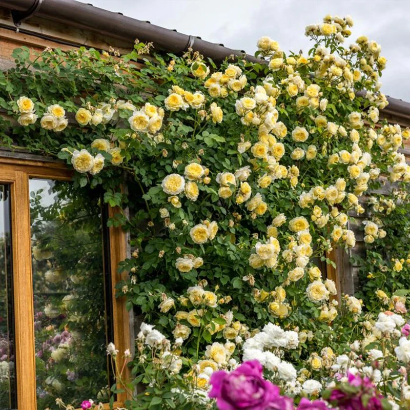 David Austin® The Pilgrim® Climbing Rose Shrub
