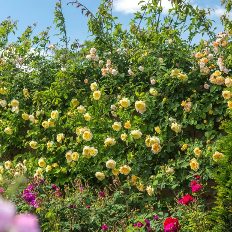 David Austin® The Pilgrim® Climbing Rose Shrub