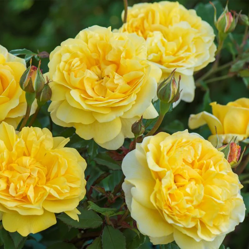 David Austin® The Poet's Wife Rose Shrub