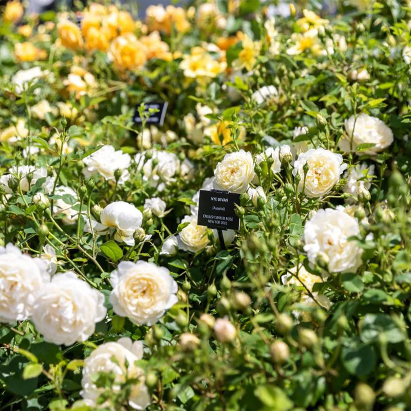 David Austin® Nye Bevan™ Rose Shrub